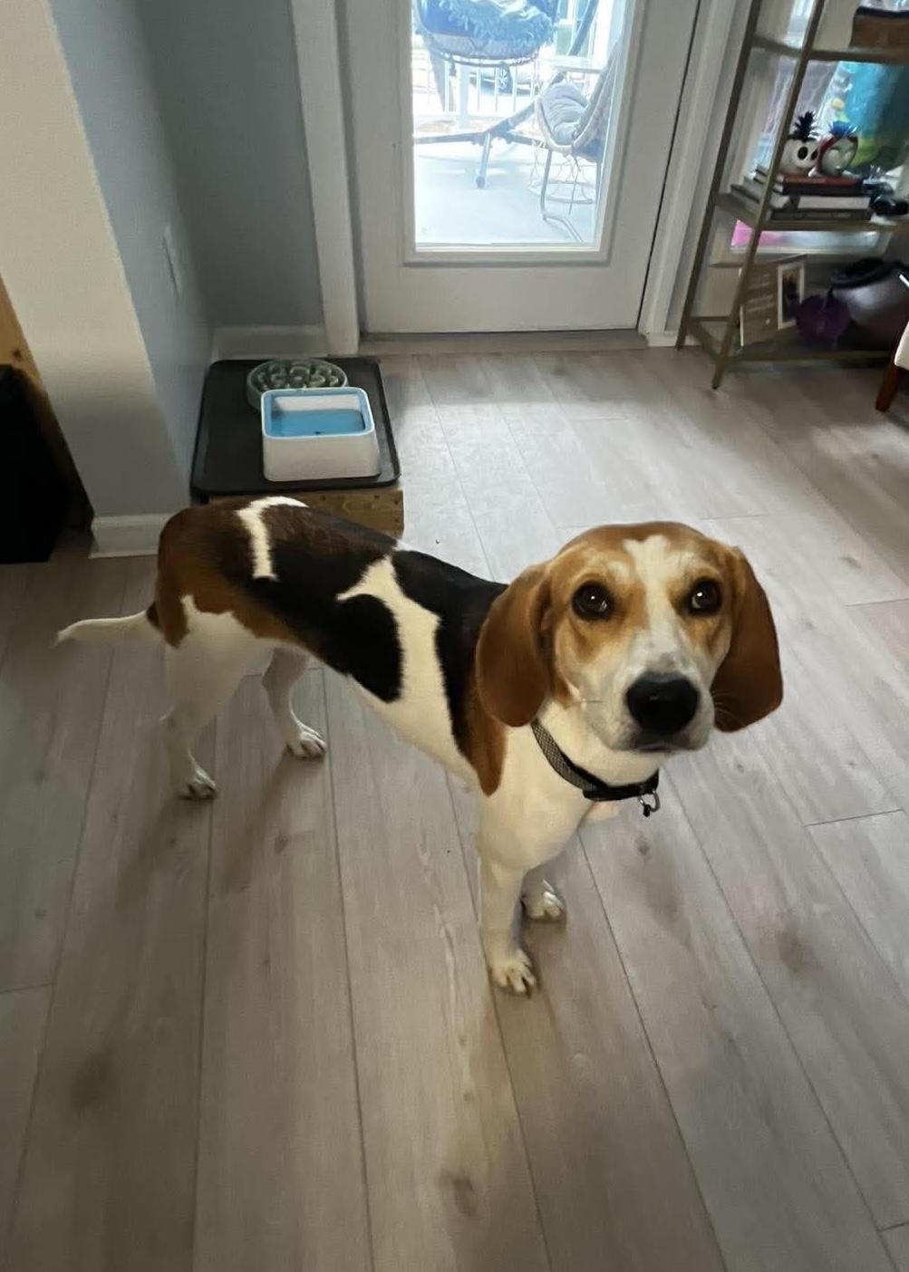 Enlarge Peaches, a Adopted Hound in Wando, SC image 1/6