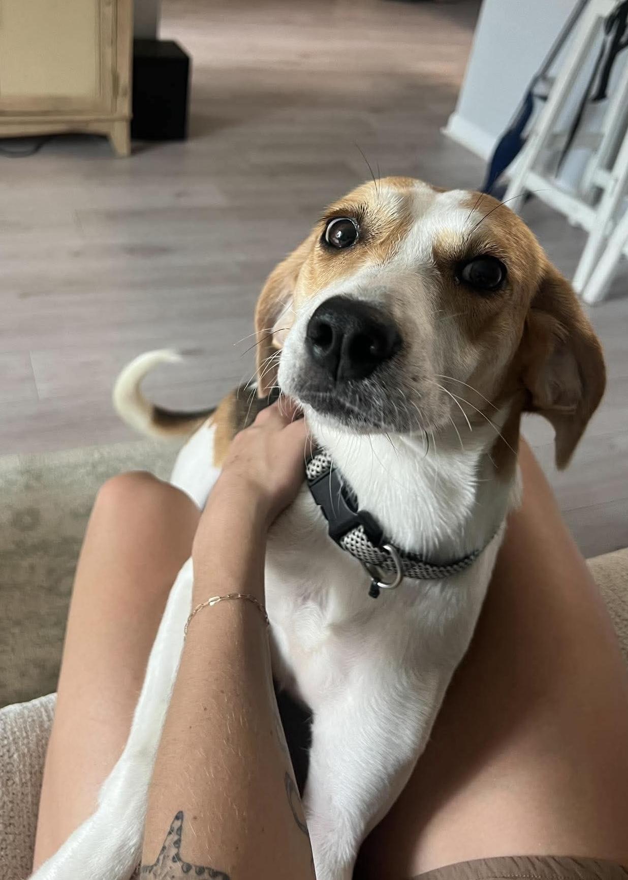 Enlarge Peaches, a Adopted Hound in Wando, SC image 3/6