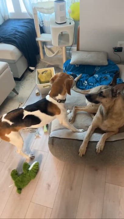 Enlarge Peaches, a Adopted Hound in Wando, SC video 2/6