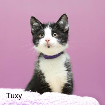 Enlarge Tuxy, a Adoptable mixed breed in Parma, OH image 1/1