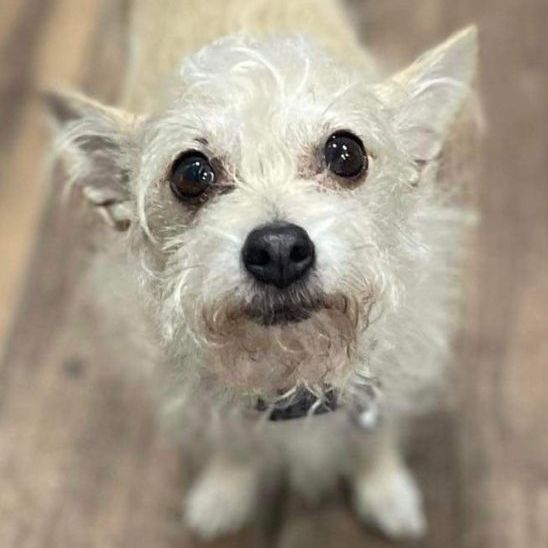Tinkerbell, Adopted, Adult Female Terrier & Mixed Breed.