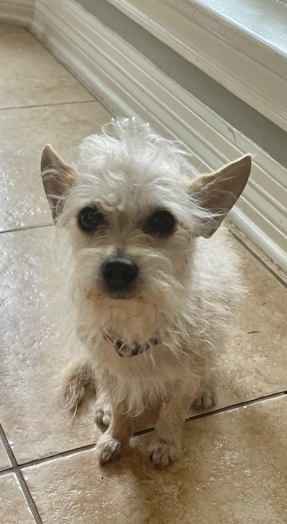 Tinkerbell, a Adopted mixed breed in Henrietta, NY image 2/6