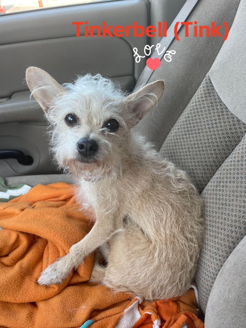 Tinkerbell, a Adopted mixed breed in Henrietta, NY image 3/6
