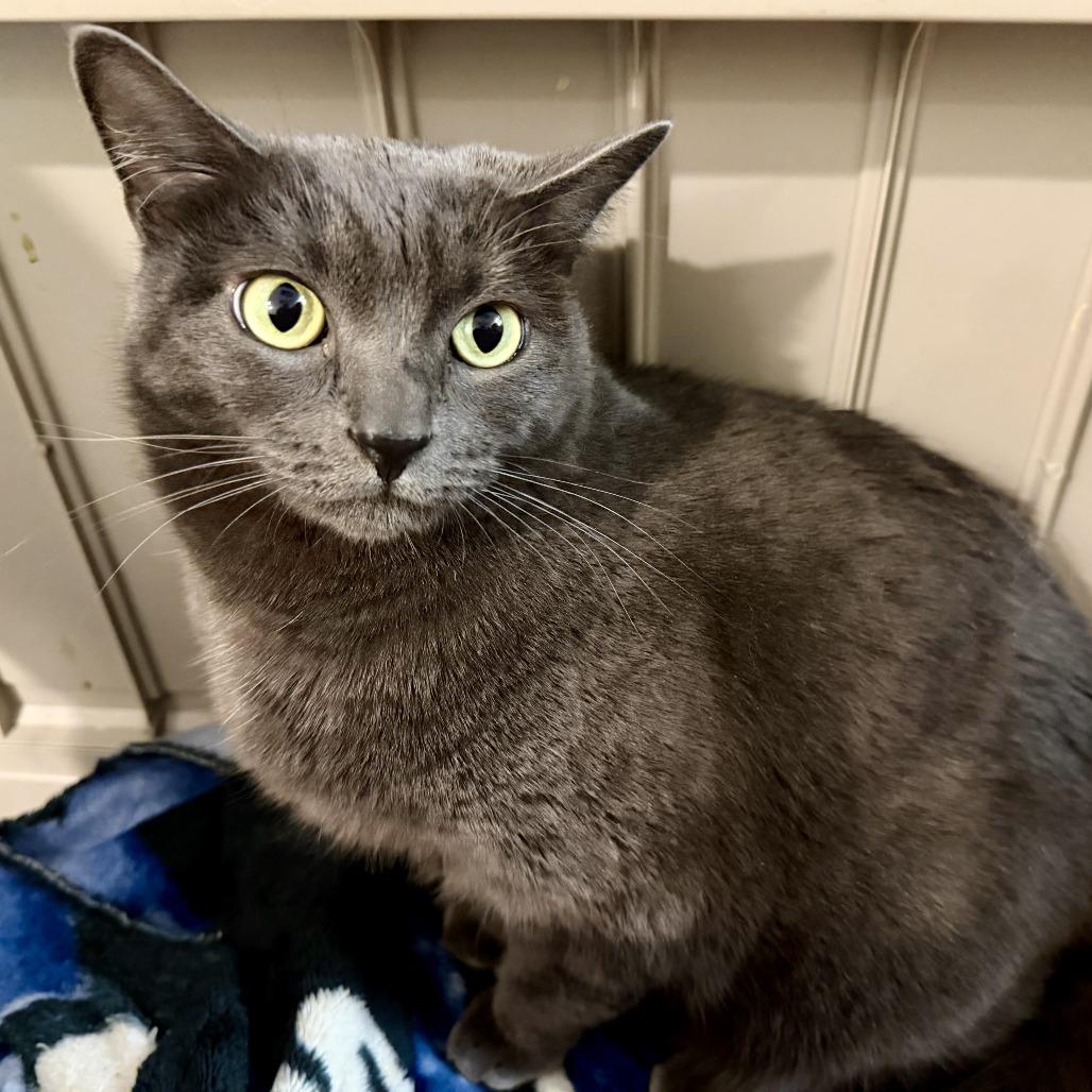 Karen, Adoptable, Adult Female Domestic Short Hair.