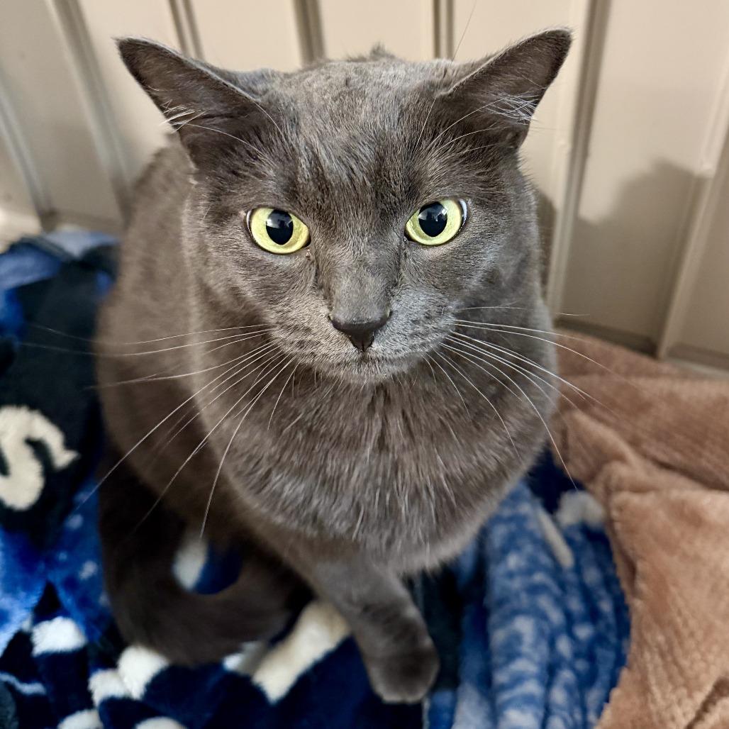 Enlarge Karen, a Adoptable Domestic Short Hair in Las Vegas, NV image 2/3