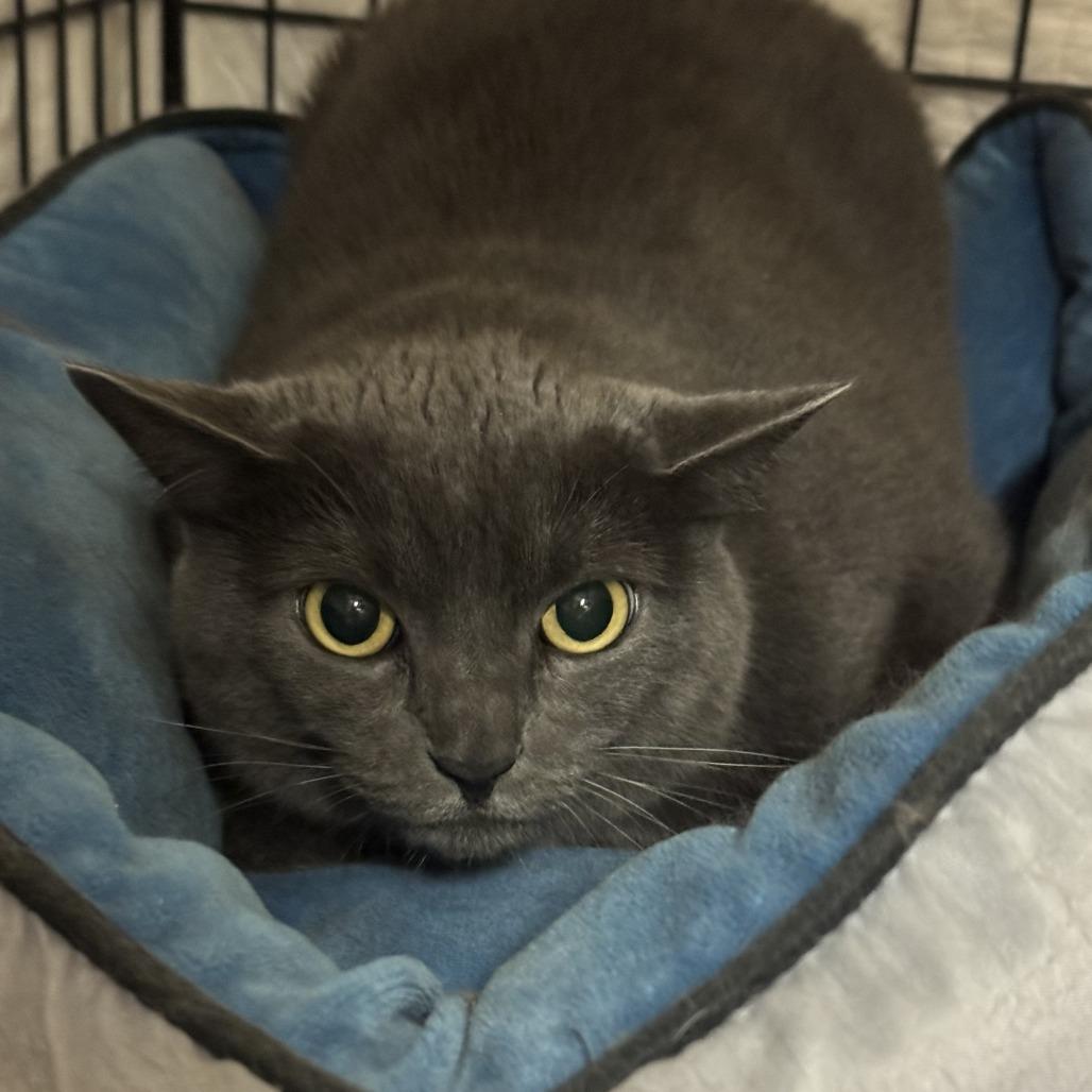 Karen, Adoptable, Adult Female Domestic Short Hair.