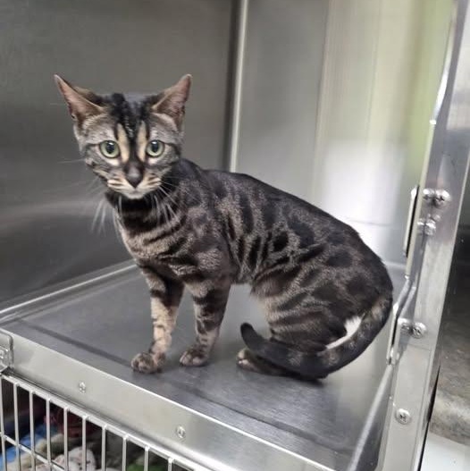 Ona, adopted, Young Female Bengal.