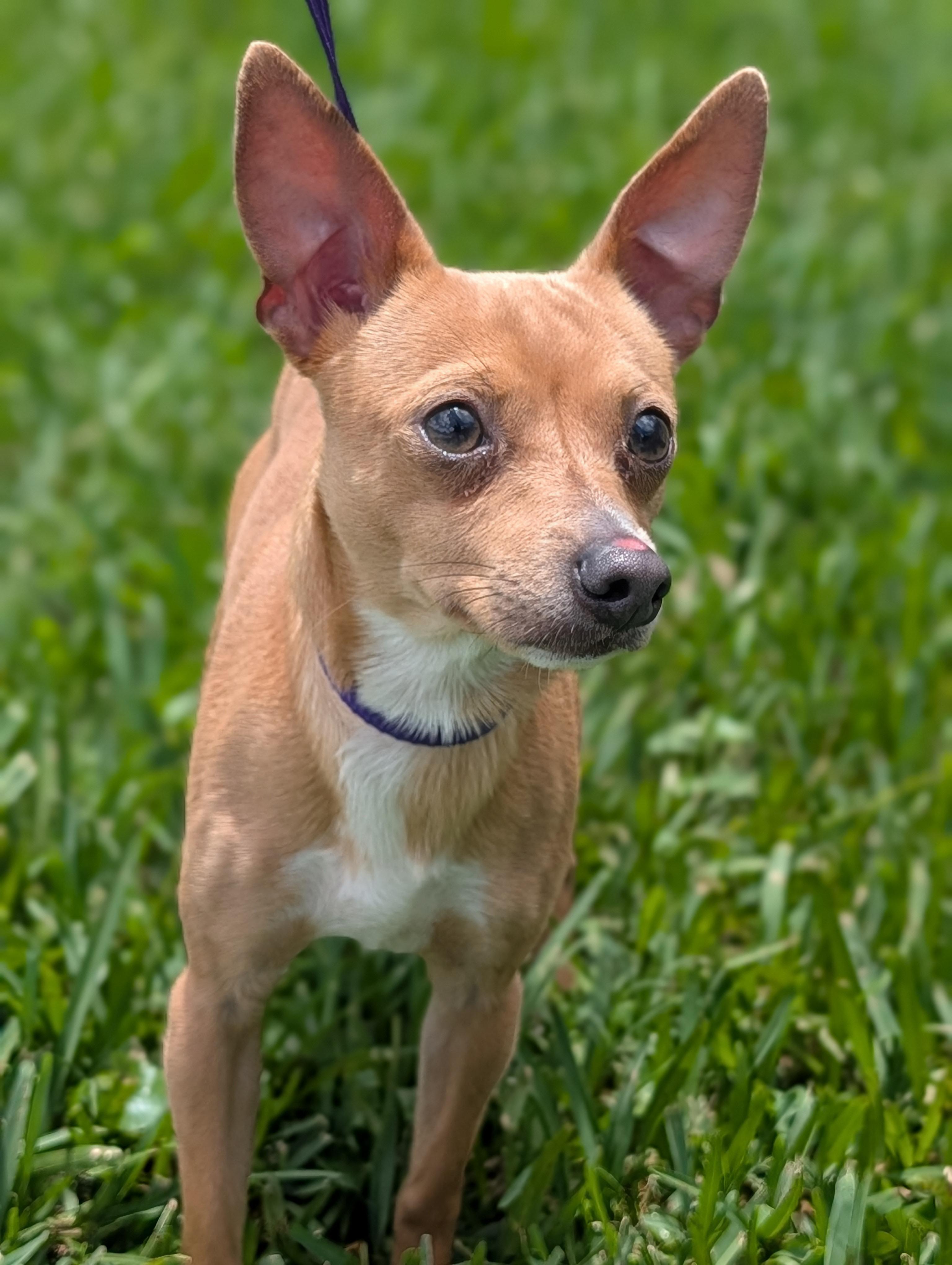 Enlarge Vance, a Adoptable mixed breed in Baton Rouge, LA image 3/3