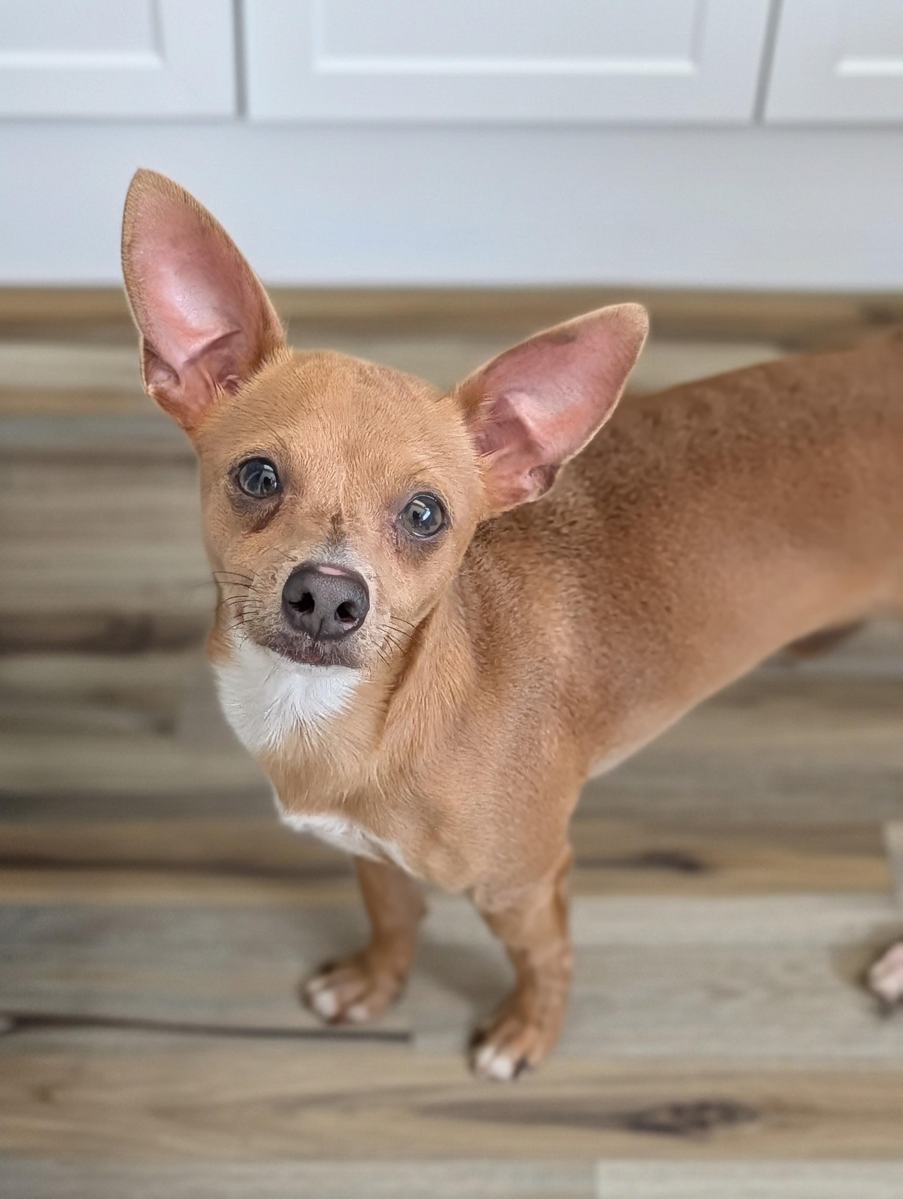 Vance, Adoptable, Adult Male Chihuahua & Poodle.