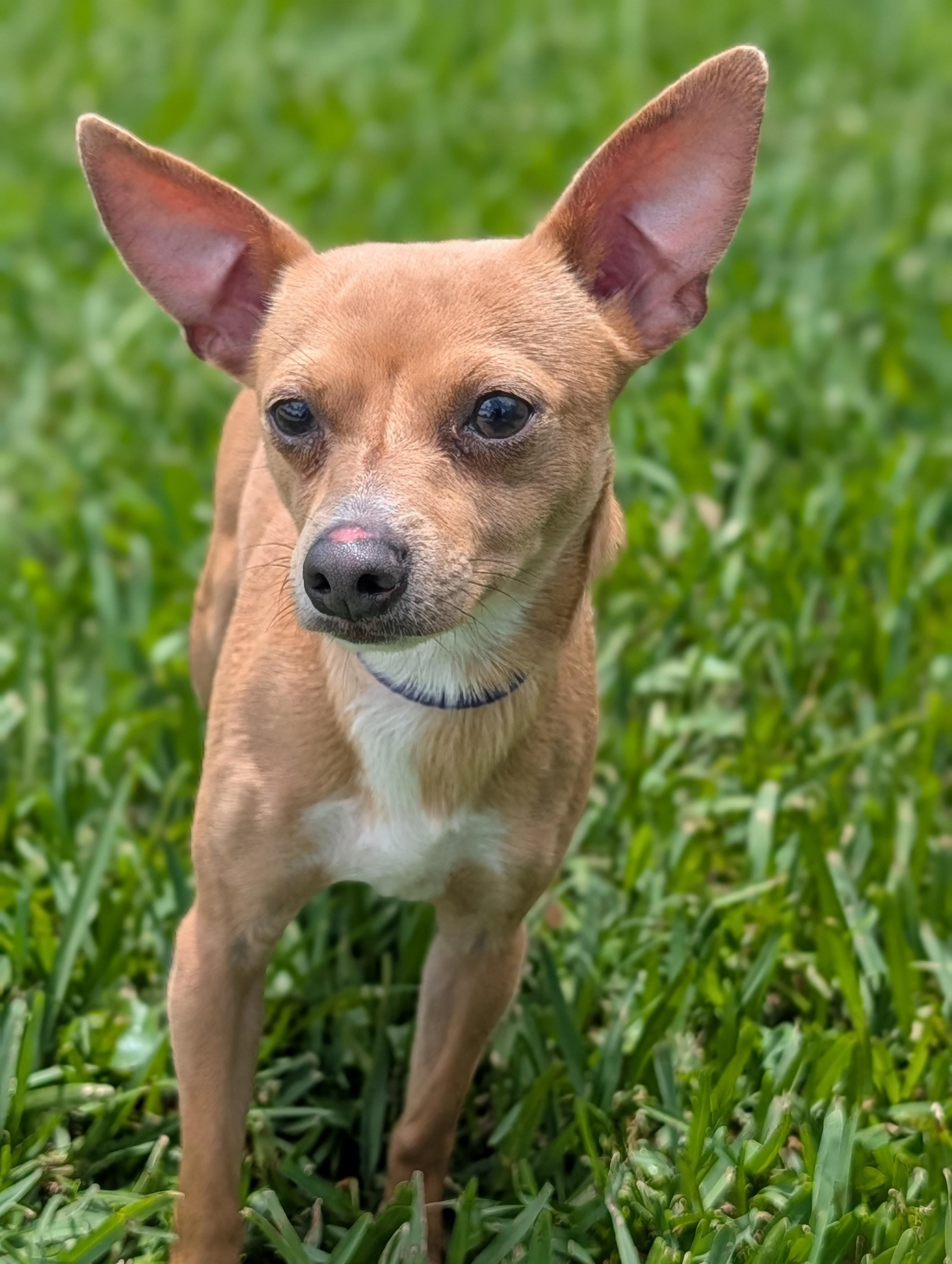 Enlarge Vance, a Adoptable mixed breed in Baton Rouge, LA image 2/3
