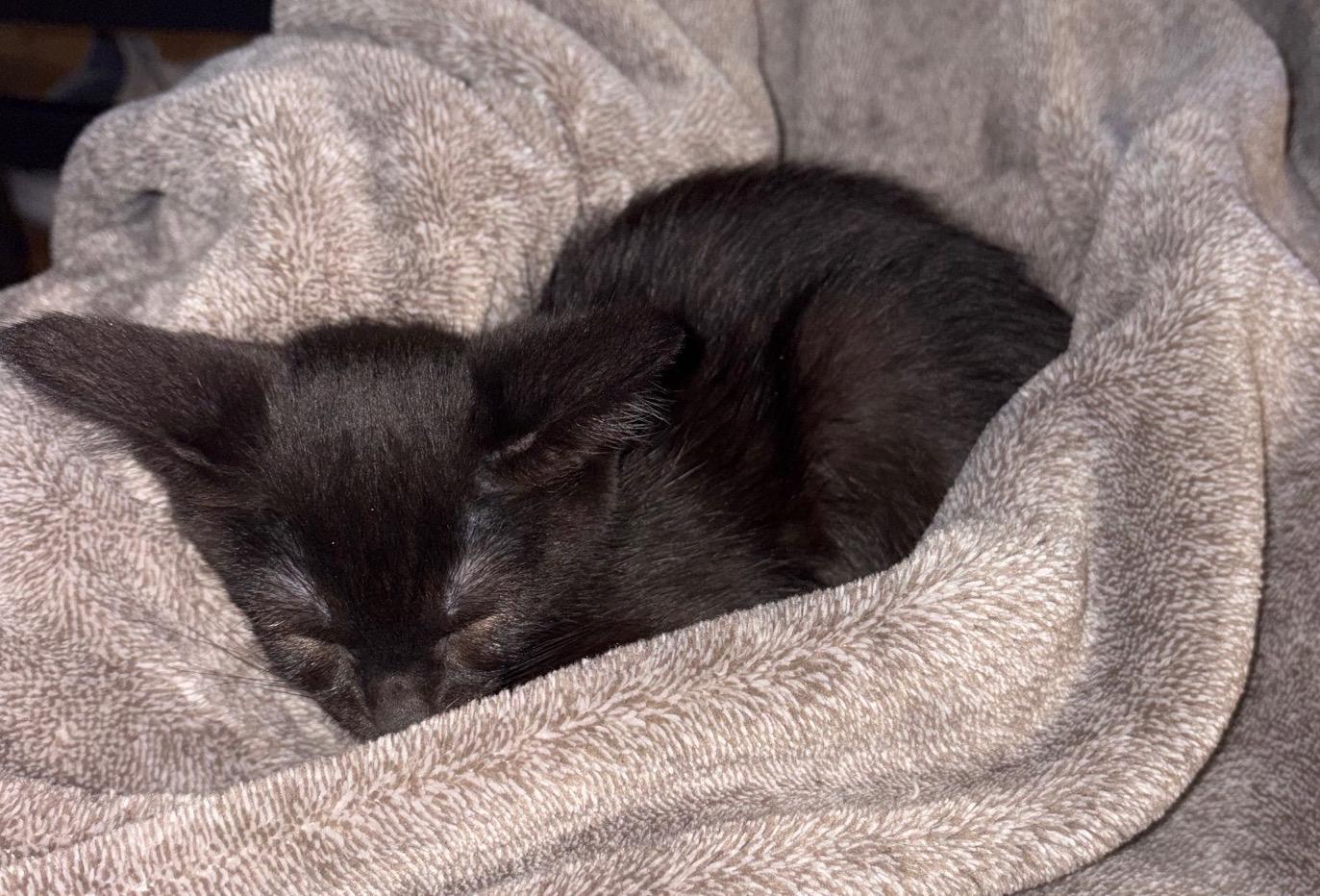 Duckling, a Adoptable Domestic Short Hair in Washington Grove, MD image 1/4