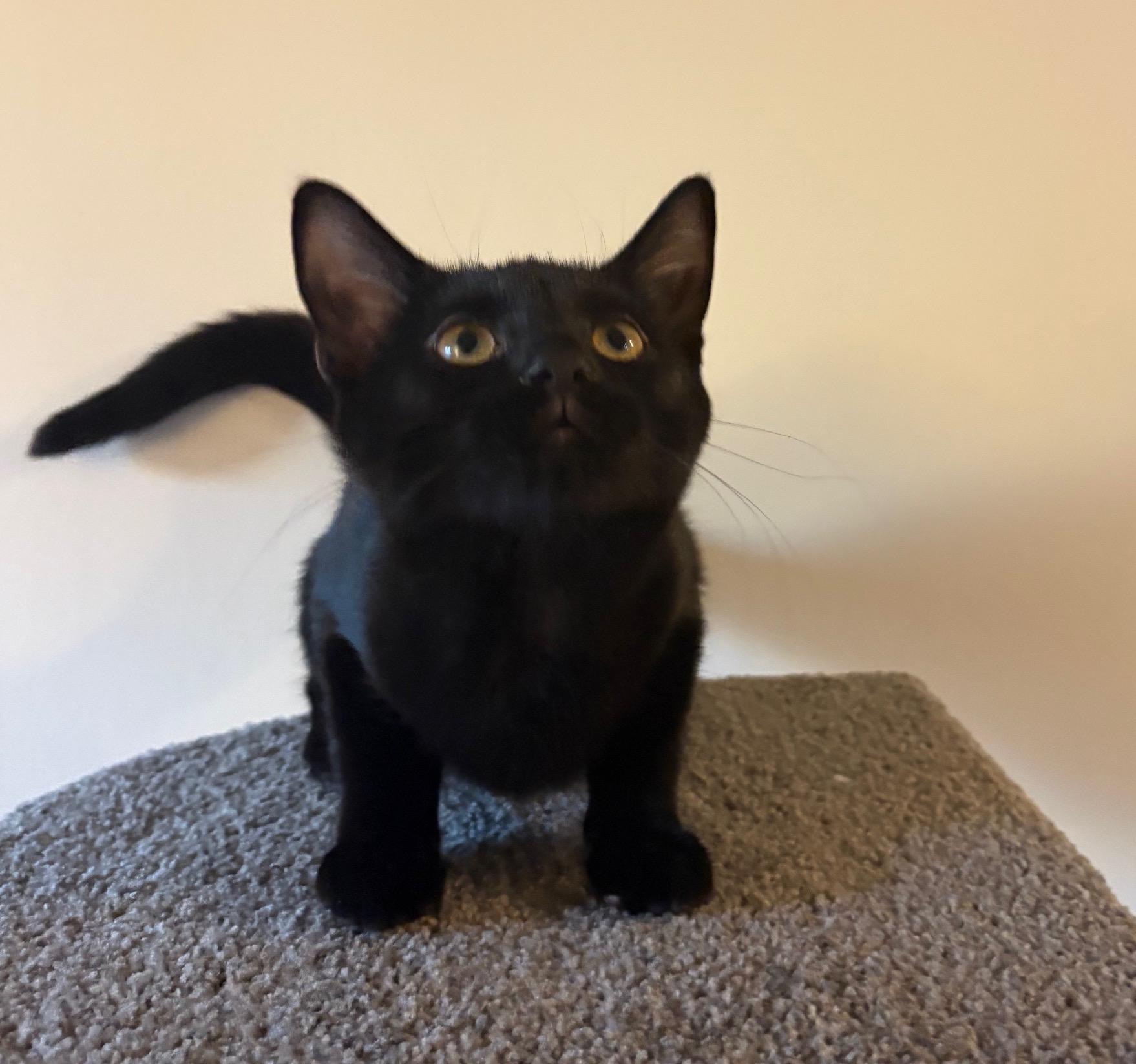 Duckling, a Adoptable Domestic Short Hair in Washington Grove, MD image 2/4