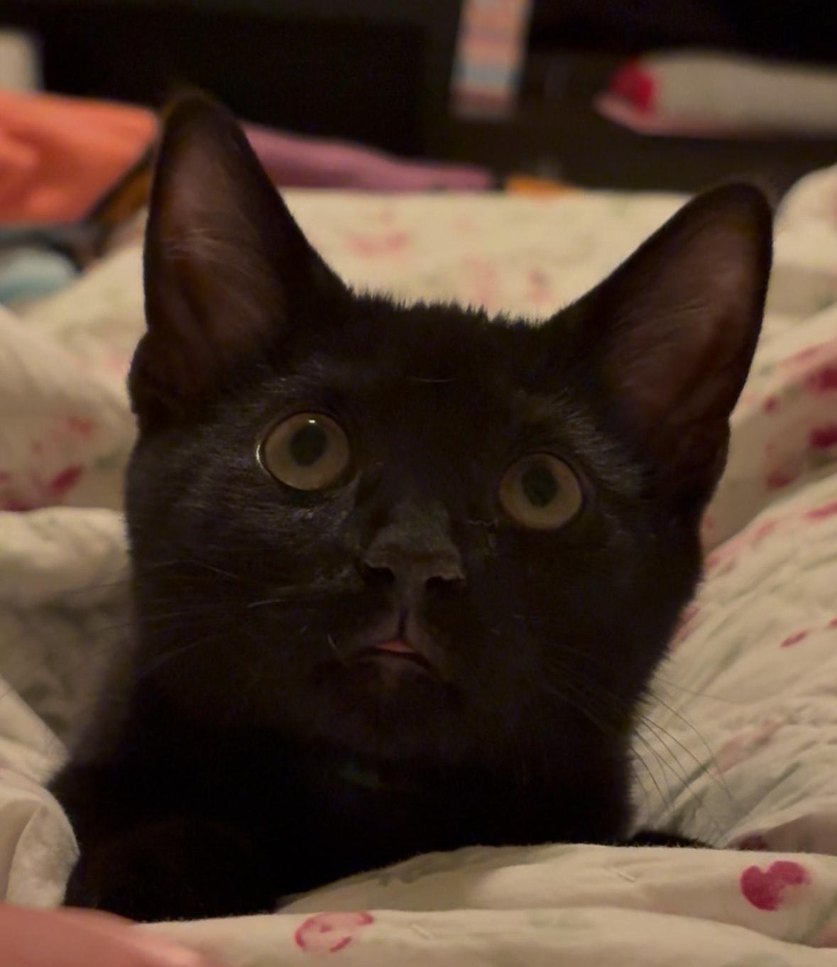 Duckling, a Adoptable Domestic Short Hair in Washington Grove, MD image 3/4