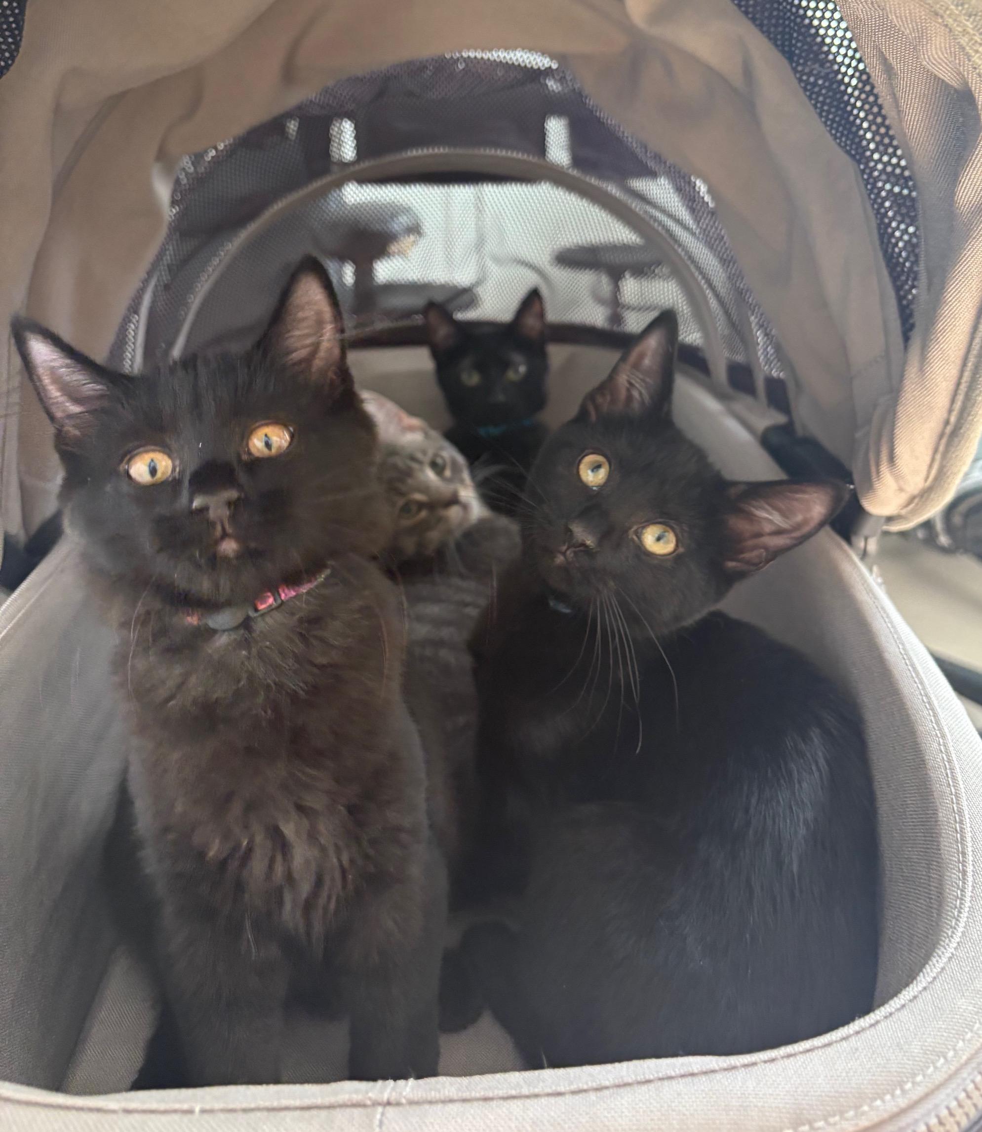 Duckling, a Adoptable Domestic Short Hair in Washington Grove, MD image 4/4