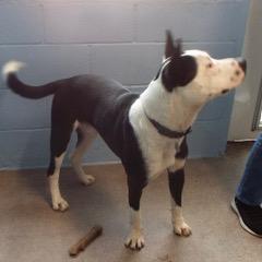 Finnegan — thumbnail 2