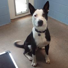 Finnegan — thumbnail 3