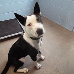 Finnegan — thumbnail 4