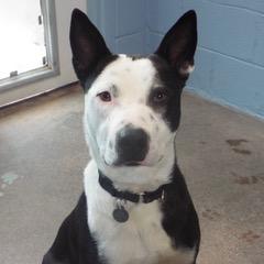 Finnegan — thumbnail 5