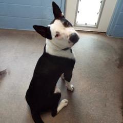 Finnegan — thumbnail 6