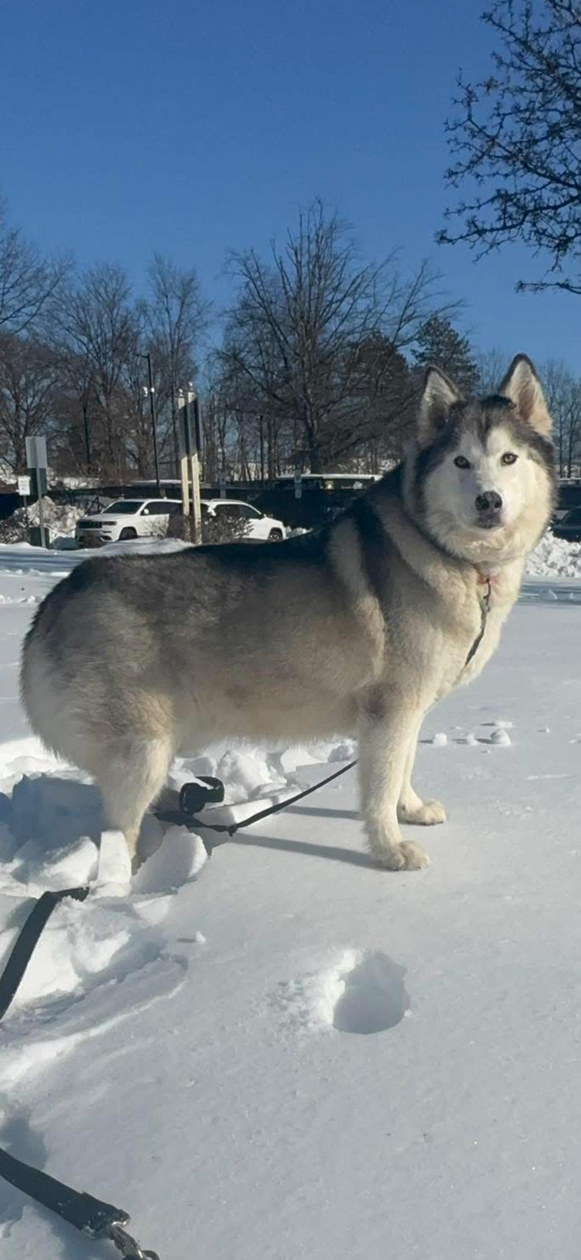Mochi, ADOPTABLE, Adult Female Siberian Husky.