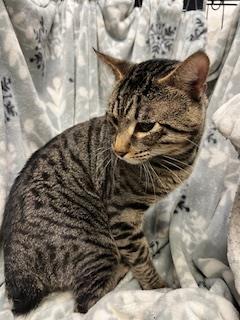 Enlarge JACK, a Adoptable Domestic Short Hair in Winter Haven, FL image 1/1