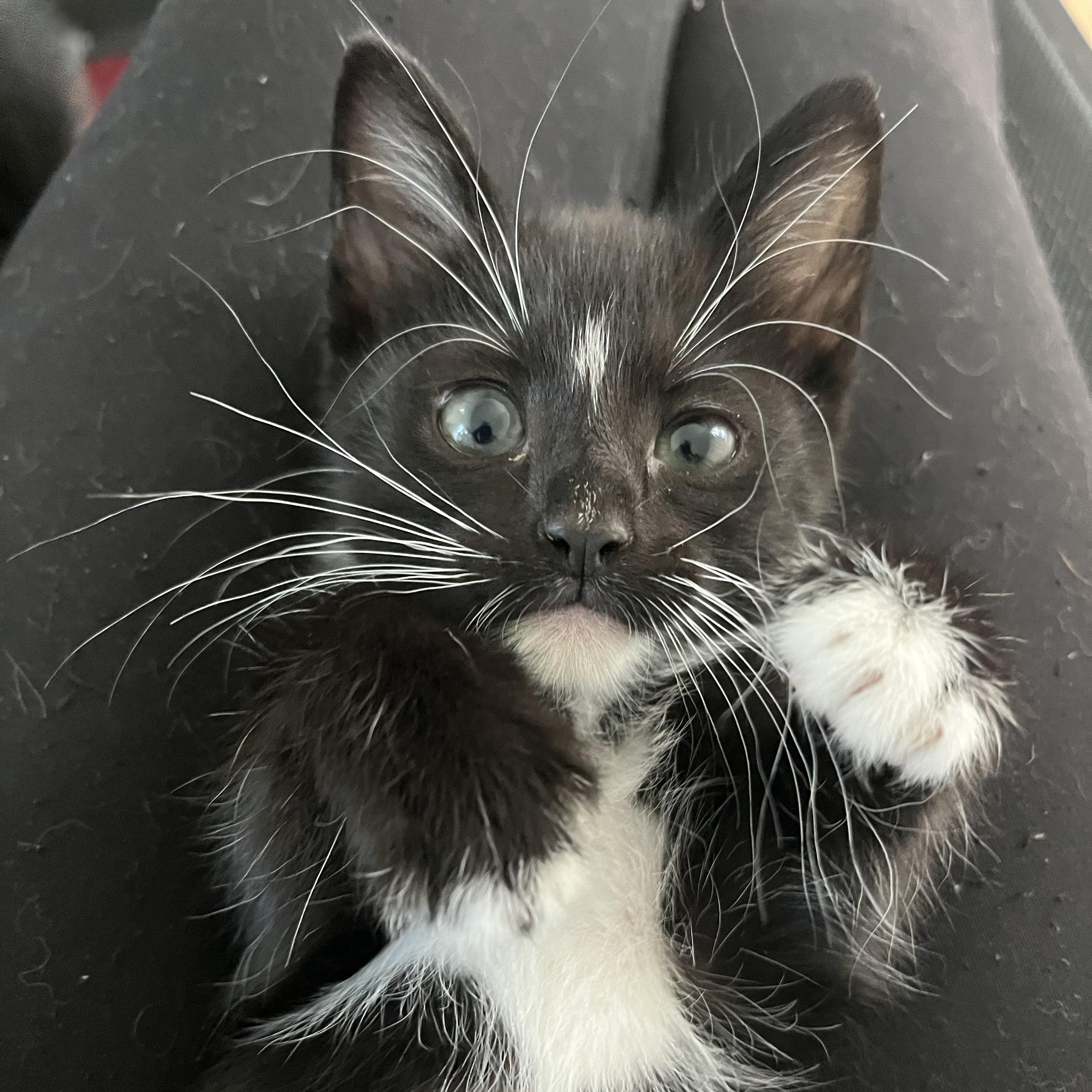 Nova (so sweet and loving), Adoptable, Kitten Female Domestic Medium Hair & Tuxedo.