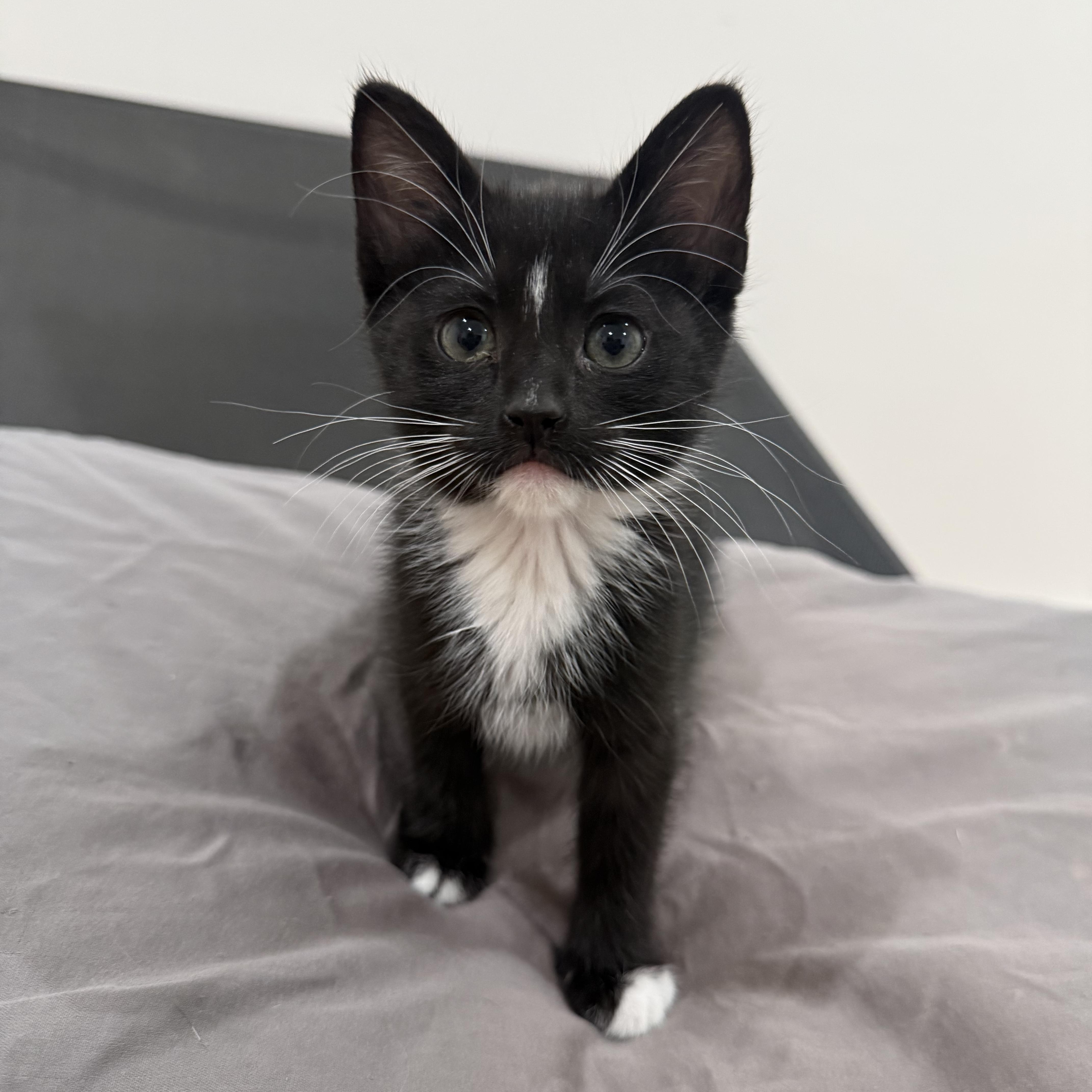 Nova (so sweet and loving), a Adoptable mixed breed in Gaffney, SC image 3/4