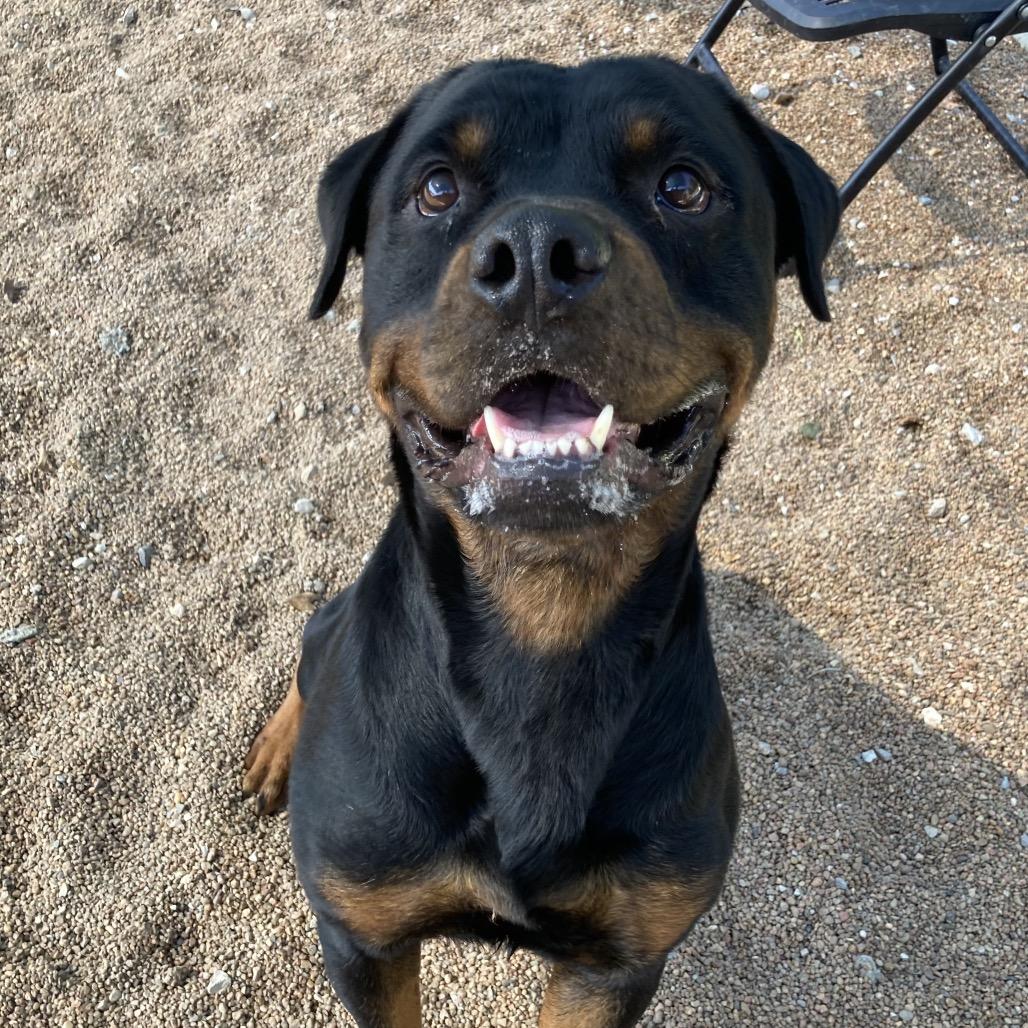Jake, Adoptable, Adult Male Rottweiler.