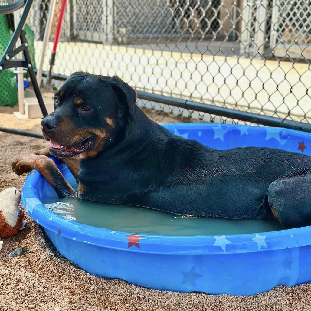 Jake, a Adoptable Rottweiler in Sand Springs, OK image 2/5