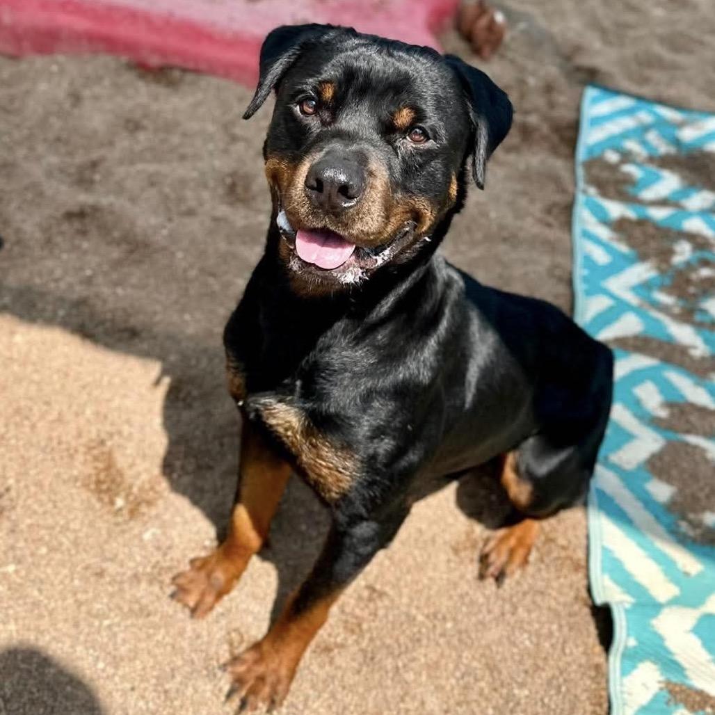 Jake, a Adoptable Rottweiler in Sand Springs, OK image 3/5