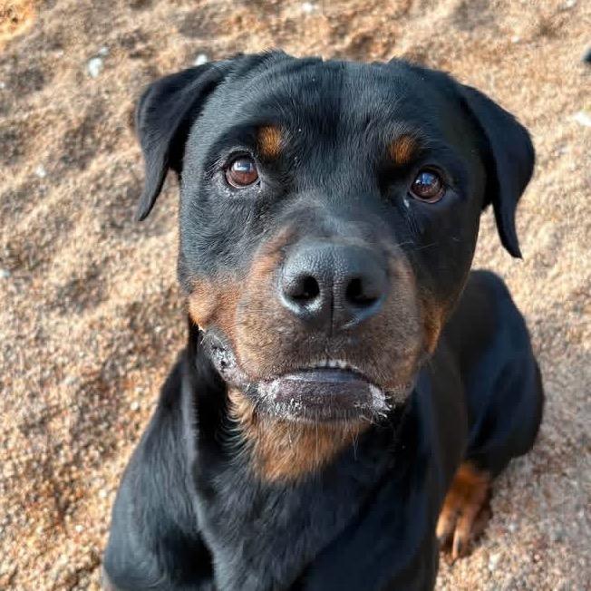 Jake, a Adoptable Rottweiler in Sand Springs, OK image 4/5