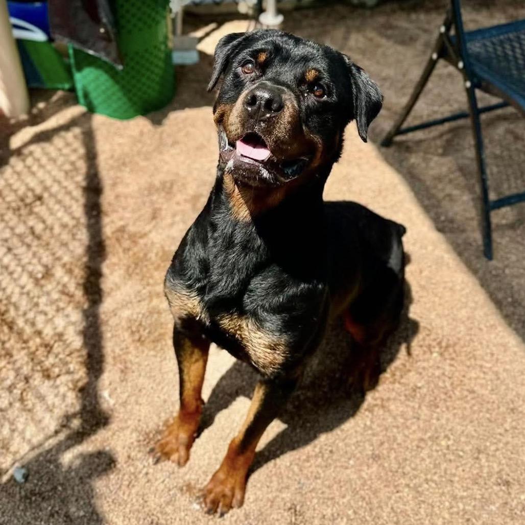 Jake, a Adoptable Rottweiler in Sand Springs, OK image 5/5