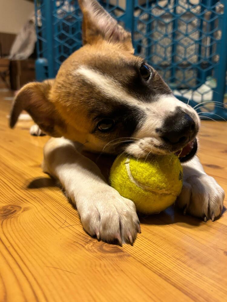 Gerry (AT BTDR HQ), Adoptable, Puppy Male Mixed Breed.