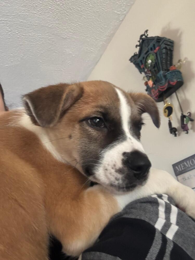 Enlarge Gerry (AT BTDR HQ), a Adoptable mixed breed in Leverett, MA image 2/6