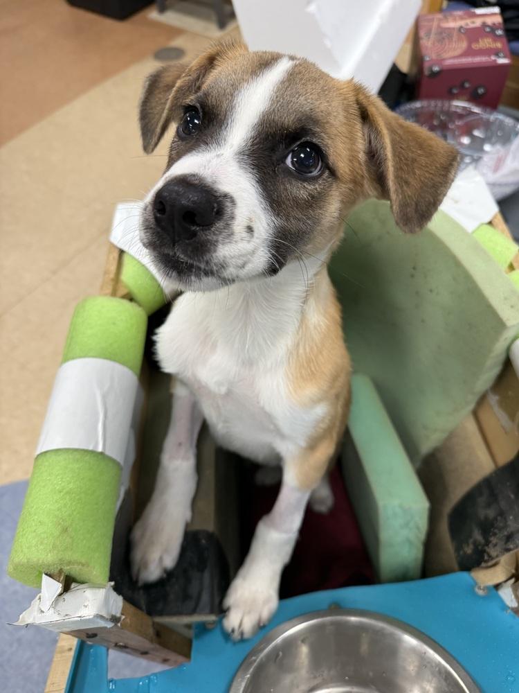 Enlarge Gerry (AT BTDR HQ), a Adoptable mixed breed in Leverett, MA image 3/6