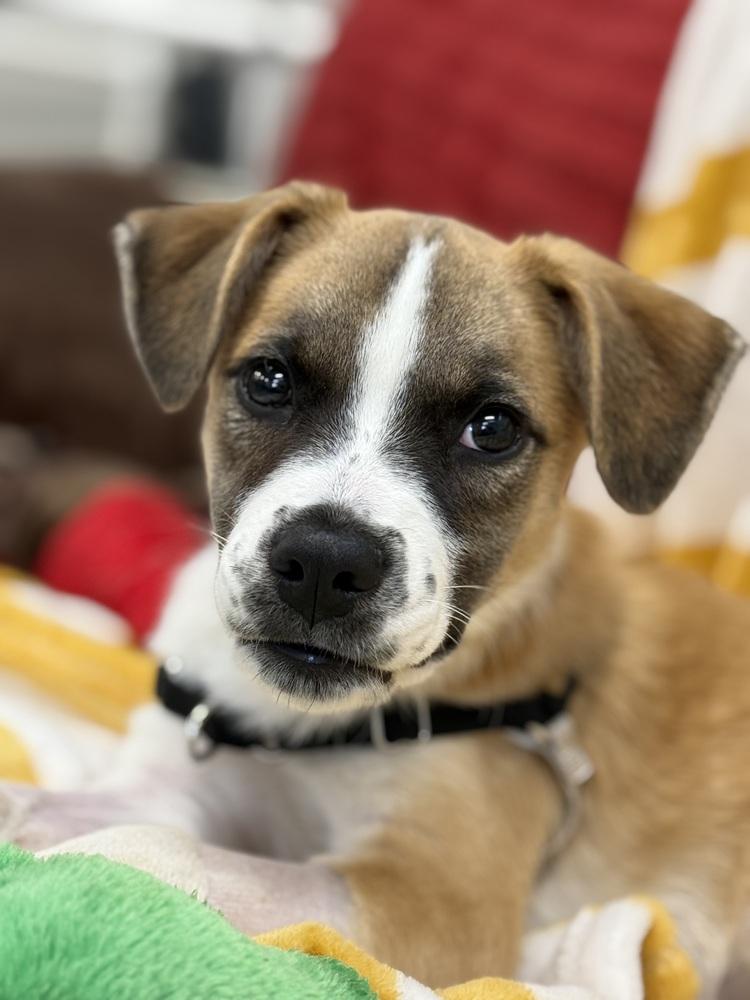 Enlarge Gerry (AT BTDR HQ), a Adoptable mixed breed in Leverett, MA image 4/6