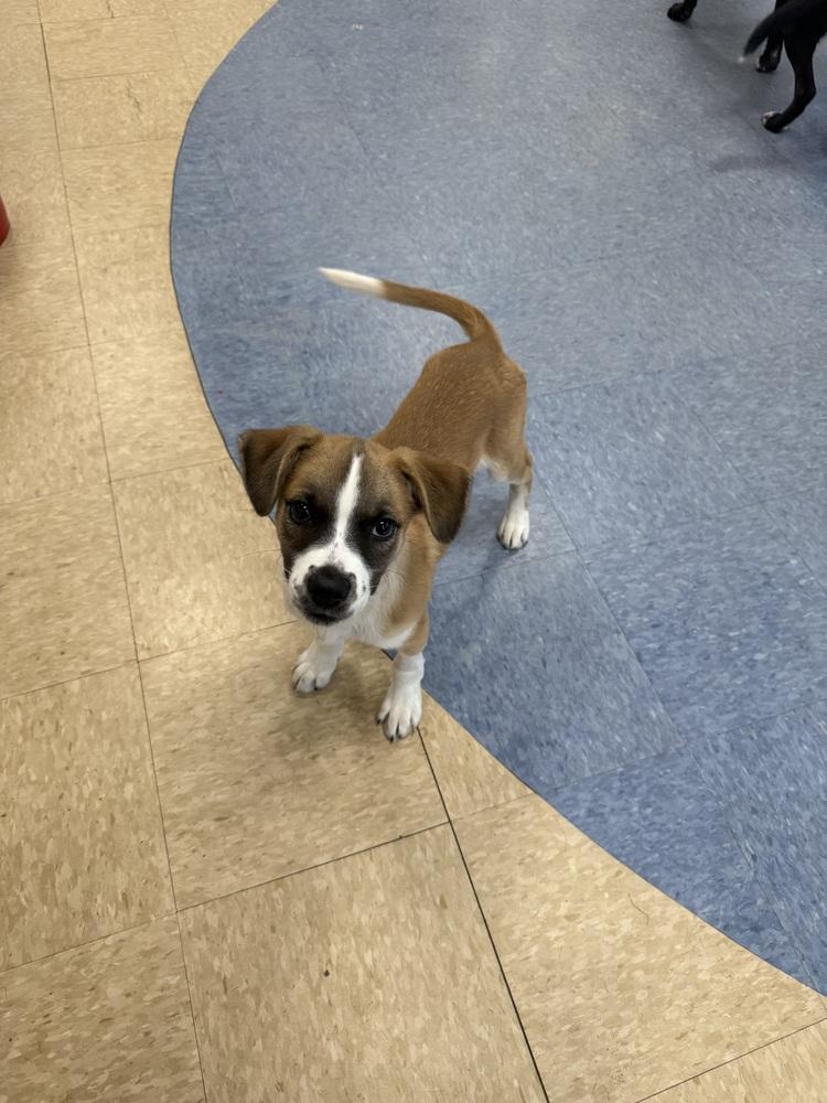 Enlarge Gerry (AT BTDR HQ), a Adoptable mixed breed in Leverett, MA image 5/6