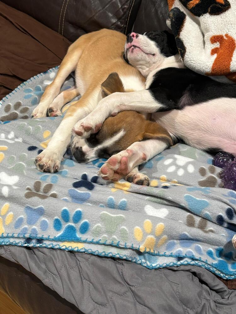 Enlarge Gerry (AT BTDR HQ), a Adoptable mixed breed in Leverett, MA image 6/6
