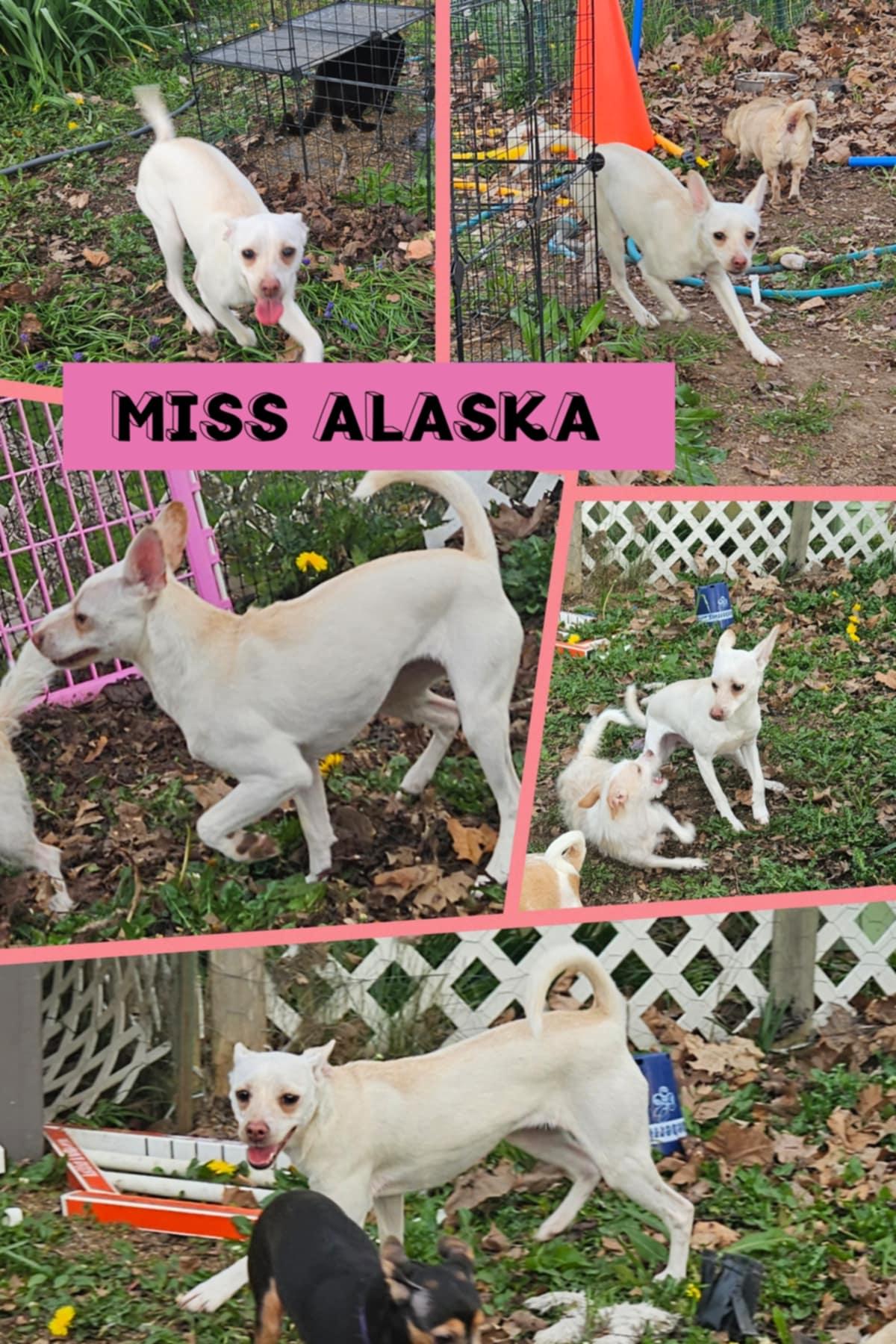 Alaska, ADOPTABLE, Young Female Chihuahua.
