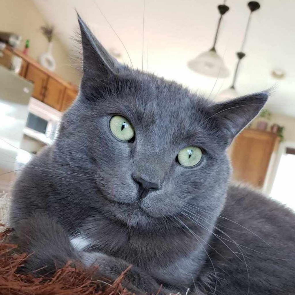 Louie — thumbnail 3