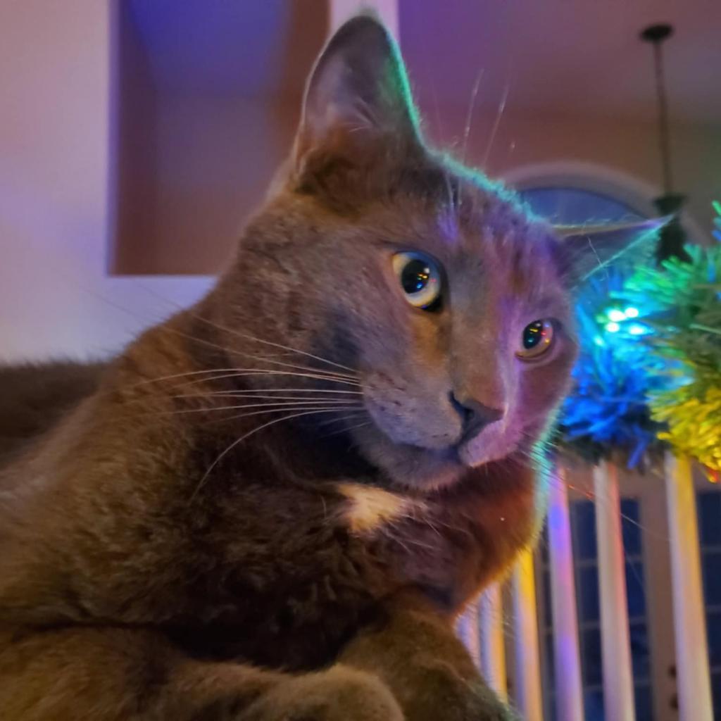 Louie — thumbnail 5