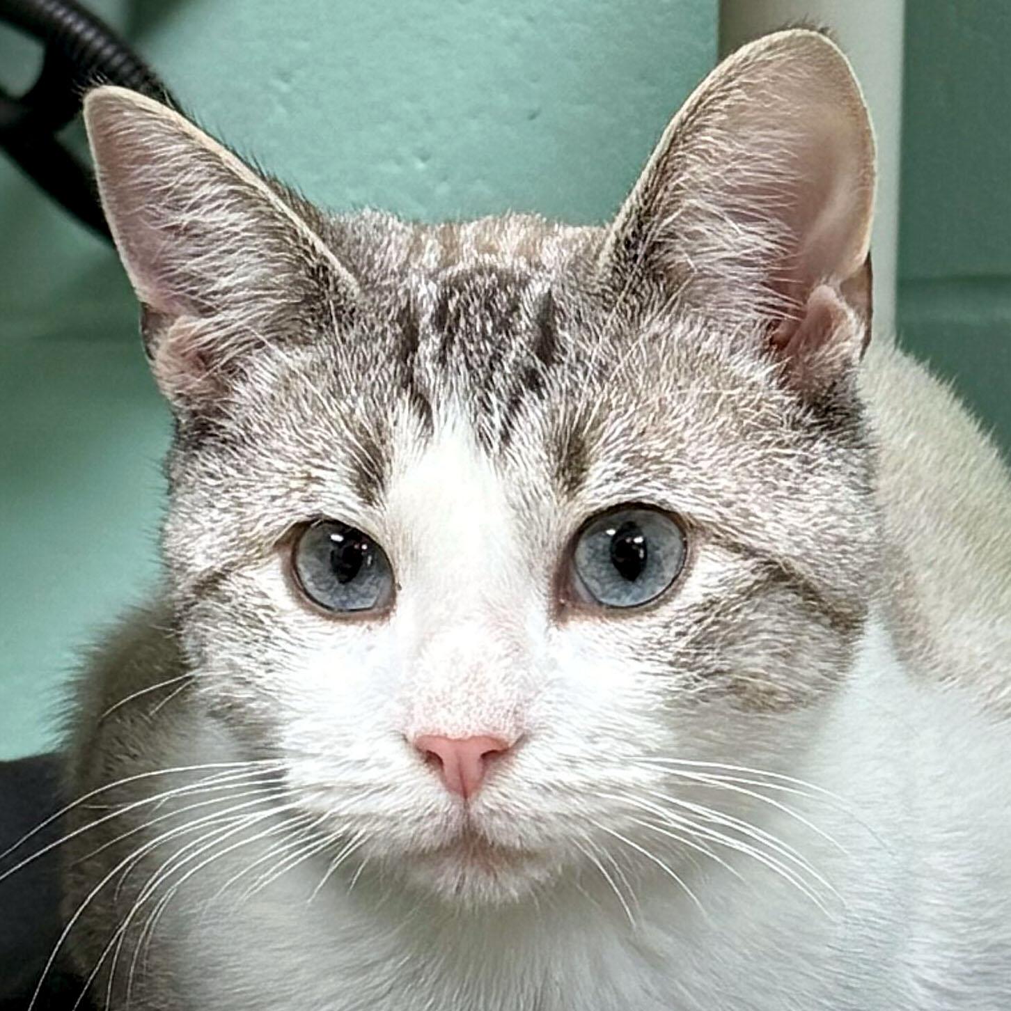 Ralph Lauren - Name Your Own Adoption Fee!, a Adoptable mixed breed in Jefferson, WI image 1/3