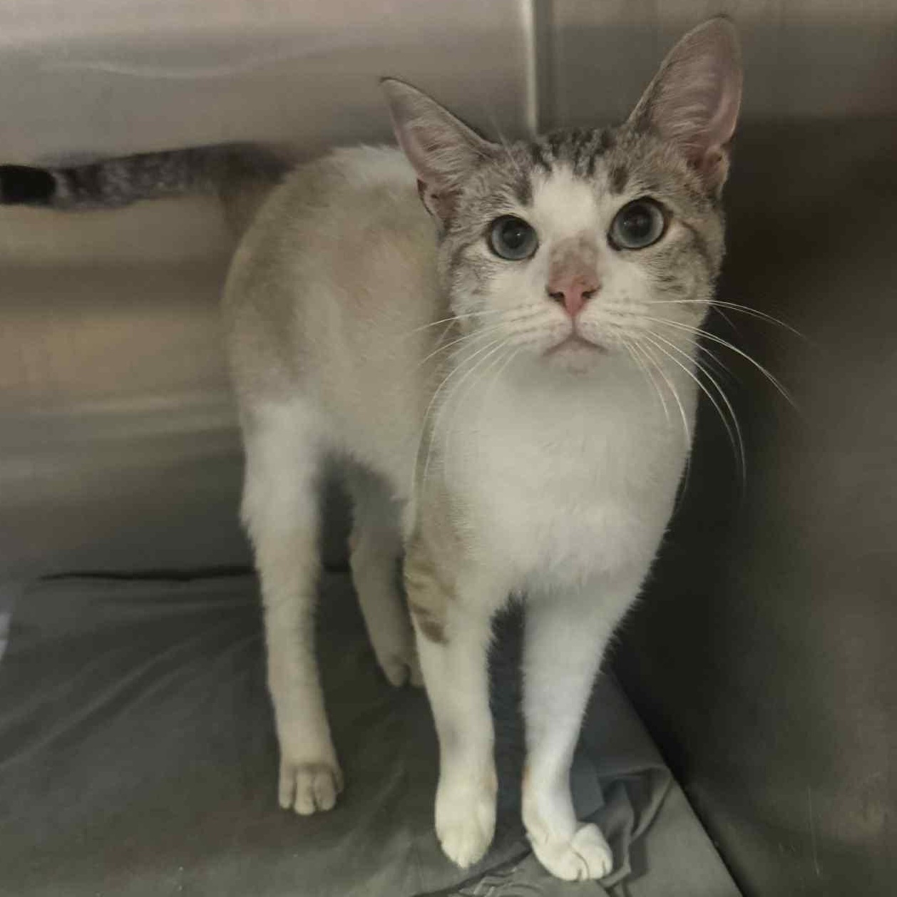 Ralph Lauren - Name Your Own Adoption Fee!, a Adoptable mixed breed in Jefferson, WI image 2/3