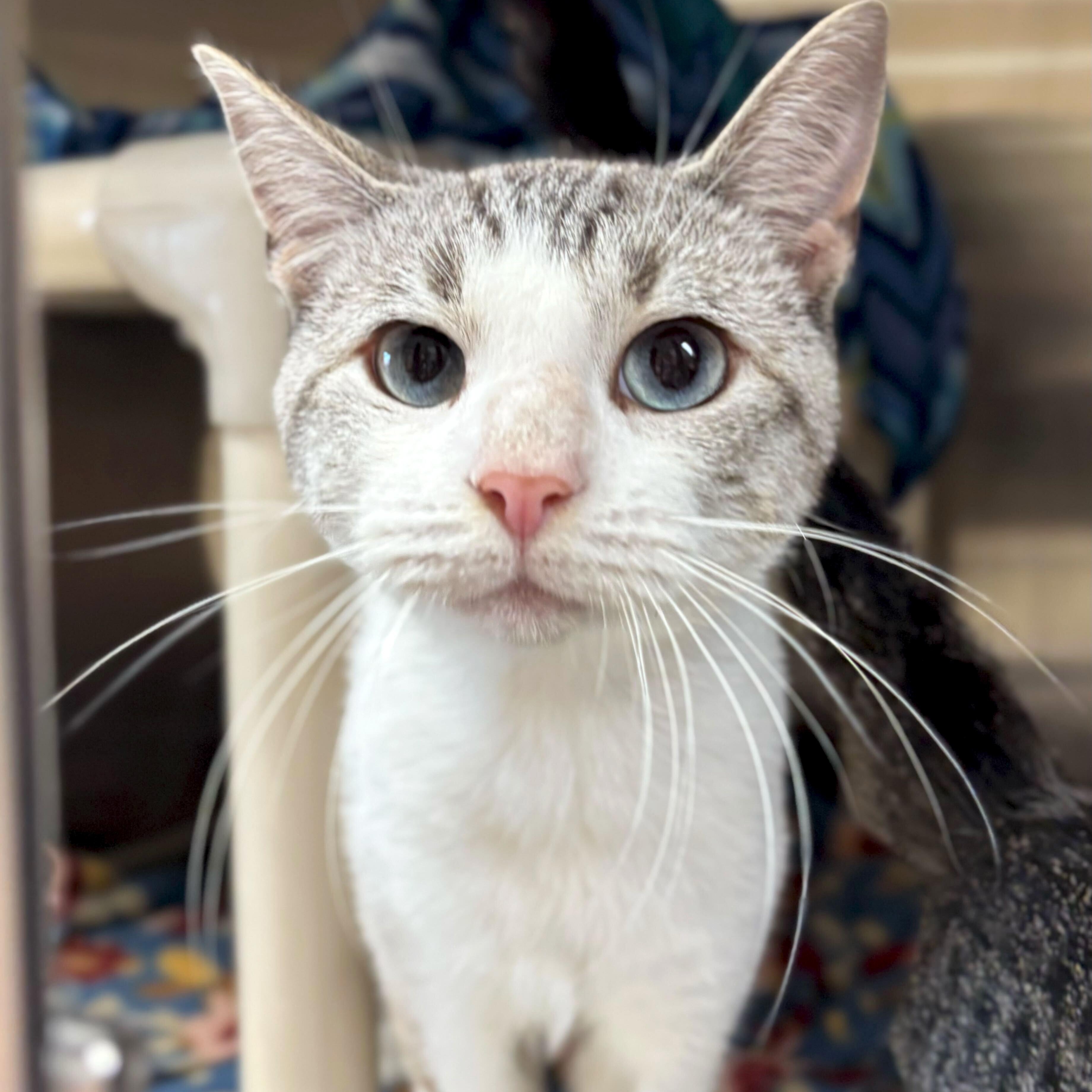 Ralph Lauren - Name Your Own Adoption Fee!, a Adoptable mixed breed in Jefferson, WI image 3/3