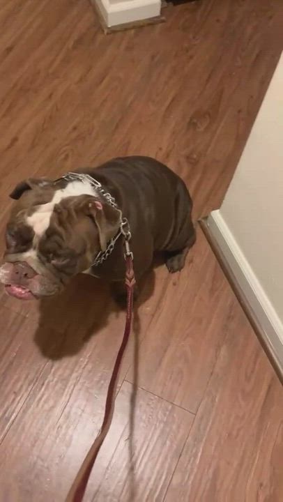 Enlarge Daisy, a Adopted English Bulldog in Gilroy, CA video 5/9