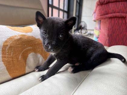 Enlarge Sol, a Adoptable mixed breed in San Antonio, TX image 1/1