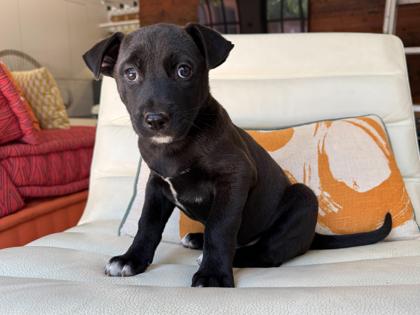Sol, Adoptable, Puppy Male Siberian Husky & Labrador Retriever.