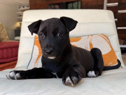 Sol, a Adoptable mixed breed in San Antonio, TX image 2/2