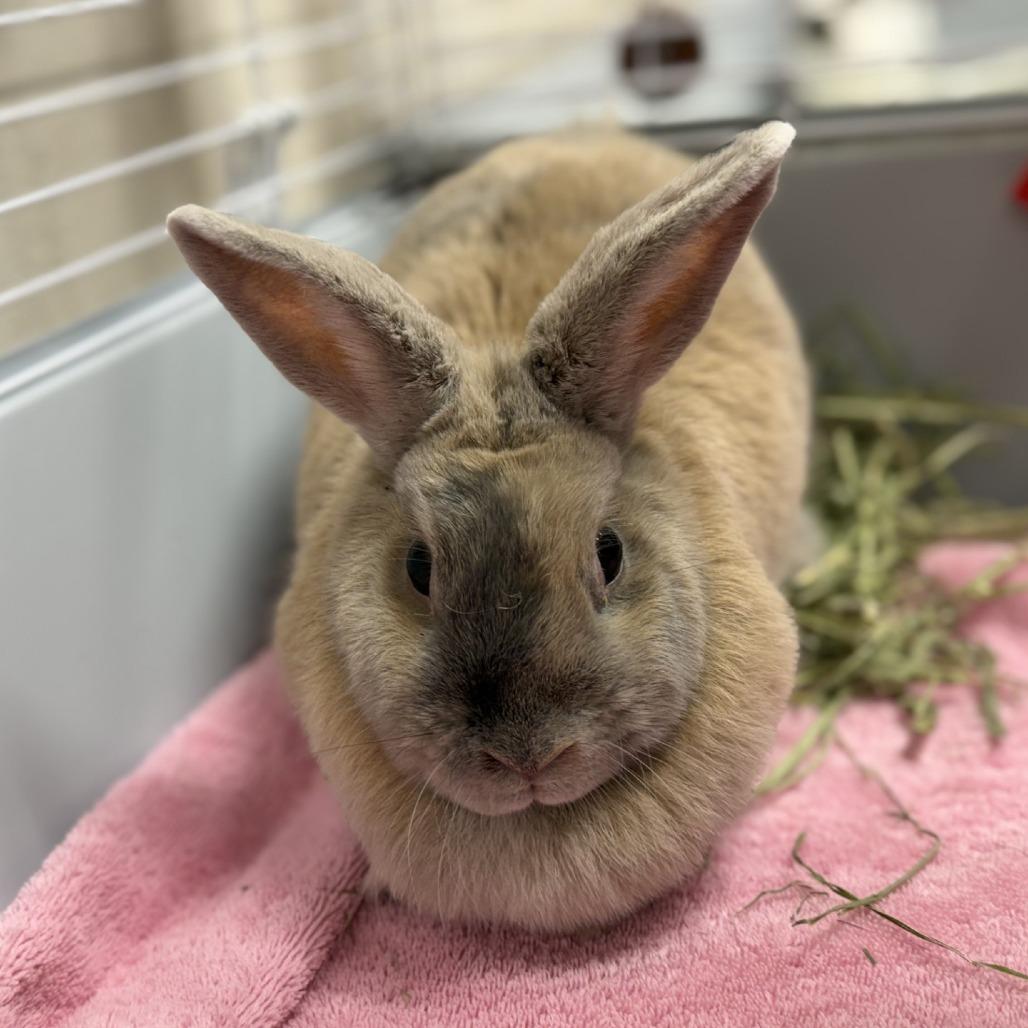 Matrix, Adoptable, Adult Male American.