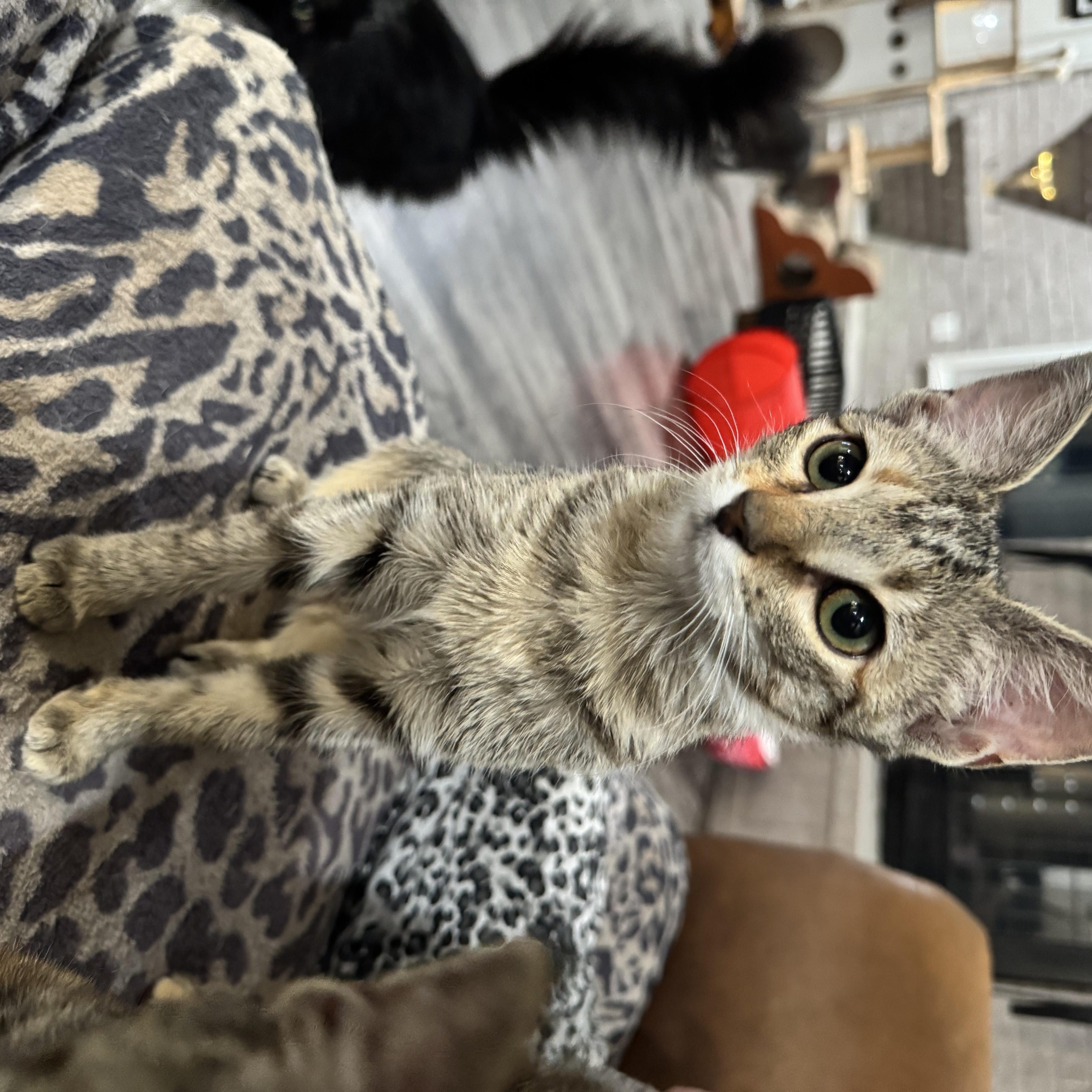 Enlarge Tulip, a Adoptable Domestic Short Hair in North Richland Hills, TX image 4/5